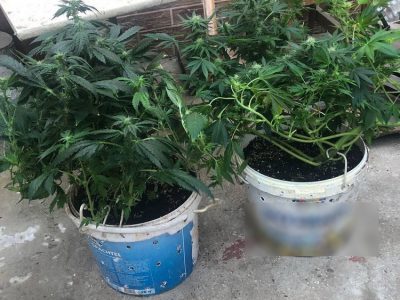 Конопля симферополь рамка из конопли